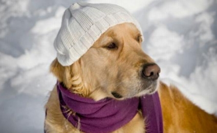 Protege a tu mascota del frío