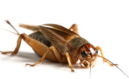 LOS INSECTOS Y LA LLUVIA !!!